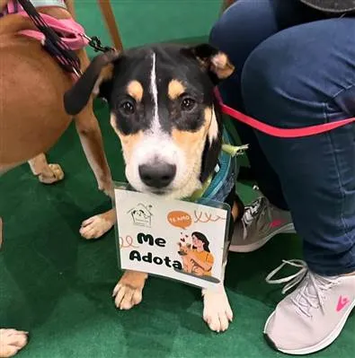 Cachorro raça SRD-ViraLata idade 1 ano nome Francisco 