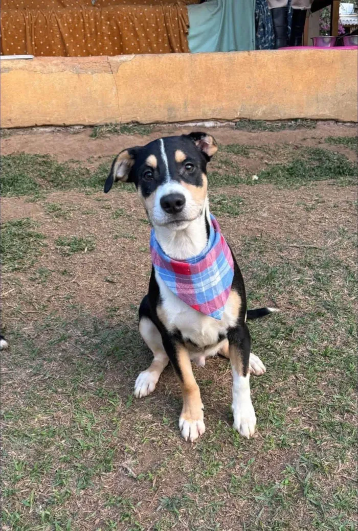 Cachorro ra a SRD-ViraLata idade 1 ano nome Francisco 
