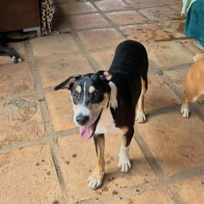 Cachorro ra a SRD-ViraLata idade 1 ano nome Francisco 