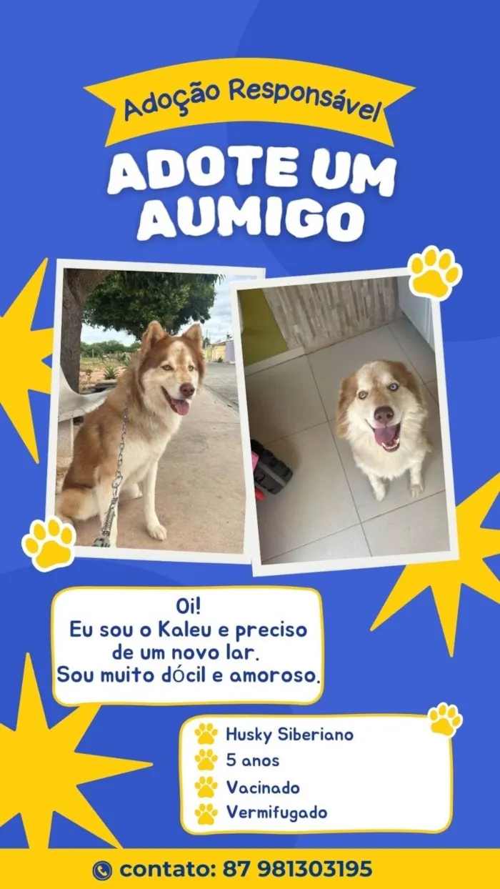 Cachorro ra a Husky Siberiano idade 5 anos nome Kaleu