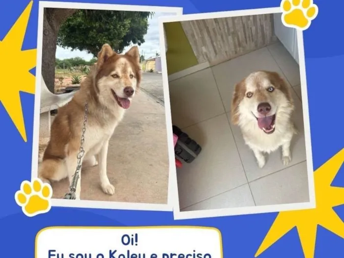 Cachorro ra a Husky Siberiano idade 5 anos nome Kaleu