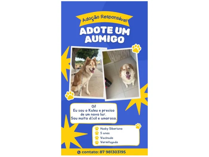 Cachorro ra a Husky Siberiano idade 5 anos nome Kaleu