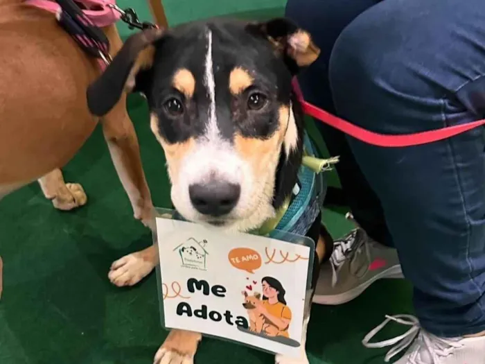 Cachorro ra a SRD-ViraLata idade 1 ano nome Francisco 