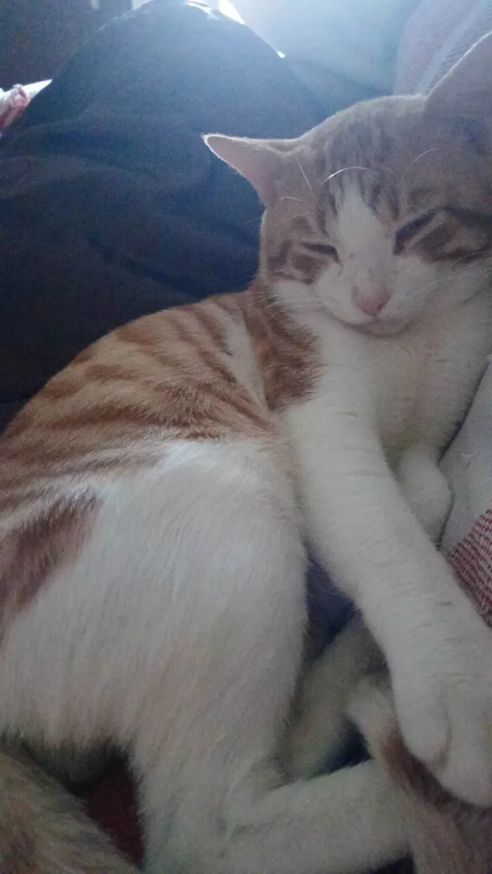 Gato ra a SRD-ViraLata idade 1 ano nome Kalil