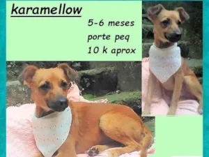 Cachorro raça SRD-ViraLata idade 2 a 6 meses nome Karamellow