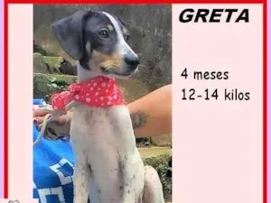 Cachorro raça SRD-ViraLata idade 2 a 6 meses nome Greta