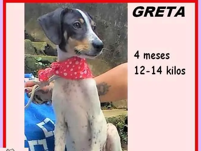 Cachorro ra a SRD-ViraLata idade 2 a 6 meses nome Greta