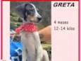 Greta
