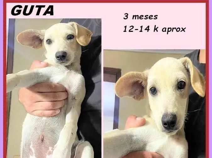 Cachorro ra a SRD-ViraLata idade 2 a 6 meses nome Guta
