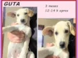 Guta