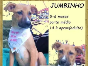 Cachorro raça SRD-ViraLata idade 2 a 6 meses nome Jumbinho
