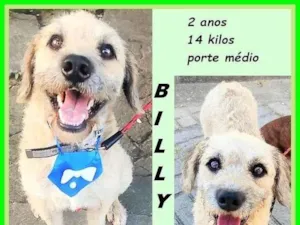 Cachorro raça SRD-ViraLata idade 2 anos nome Billy