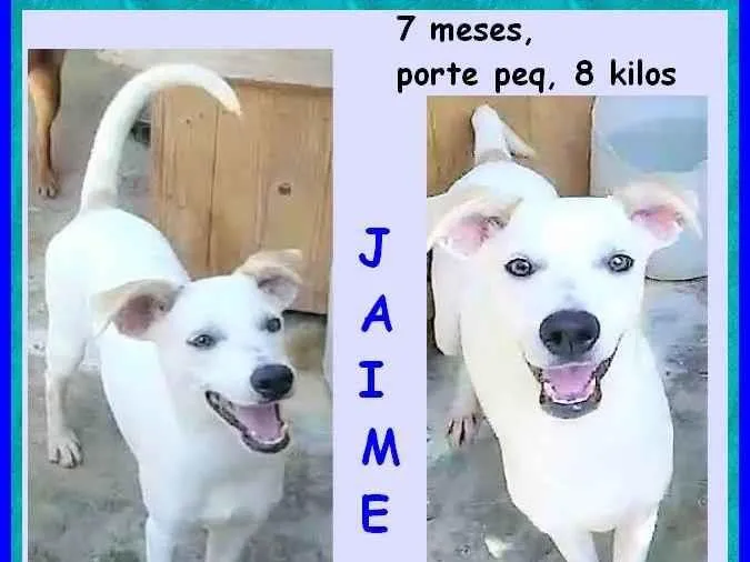 Cachorro ra a SRD-ViraLata idade 2 a 6 meses nome Jaime