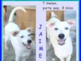 Jaime