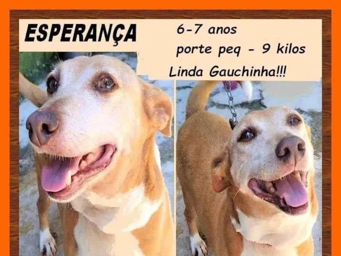 Cachorro ra a SRD-ViraLata idade 6 ou mais anos nome Esperança