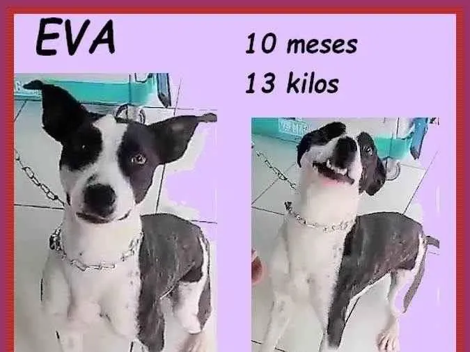 Cachorro ra a SRD-ViraLata idade 7 a 11 meses nome Eva