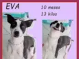 Eva