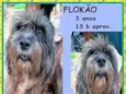 Flokão