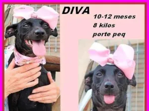 Cachorro raça SRD-ViraLata idade 7 a 11 meses nome Diva