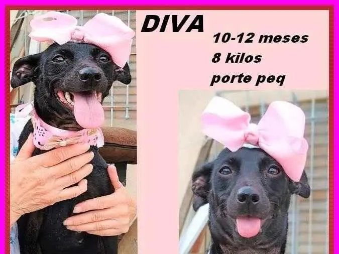 Cachorro ra a SRD-ViraLata idade 7 a 11 meses nome Diva