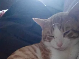 Gato raça SRD-ViraLata idade 1 ano nome Kalil