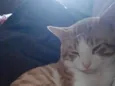 Kalil