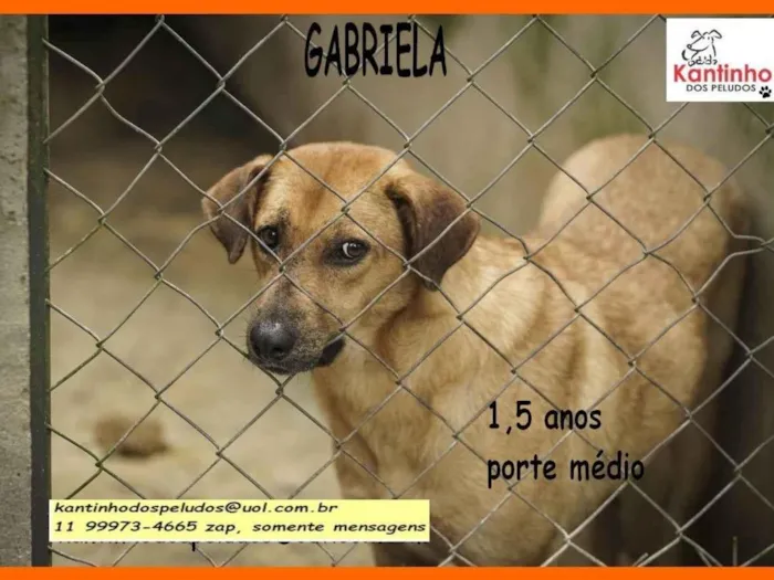 Cachorro ra a SRD-ViraLata idade 1 ano nome Gabriela