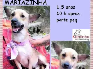 Cachorro raça SRD-ViraLata idade 1 ano nome Mariazinha