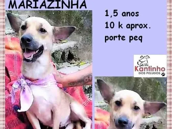 Cachorro ra a SRD-ViraLata idade 1 ano nome Mariazinha