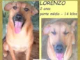 Lorenzo