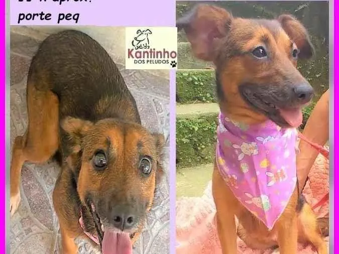 Cachorro ra a SRD-ViraLata idade 2 anos nome Mocinha