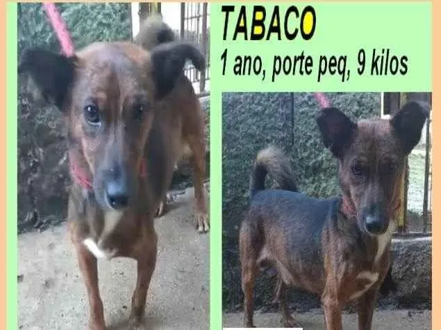 Cachorro ra a SRD-ViraLata idade 1 ano nome Tabaco