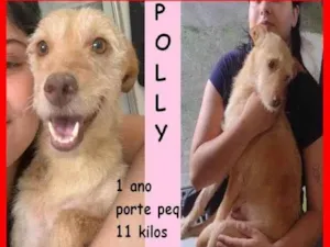 Cachorro raça SRD-ViraLata idade 1 ano nome Polly