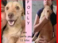 Polly
