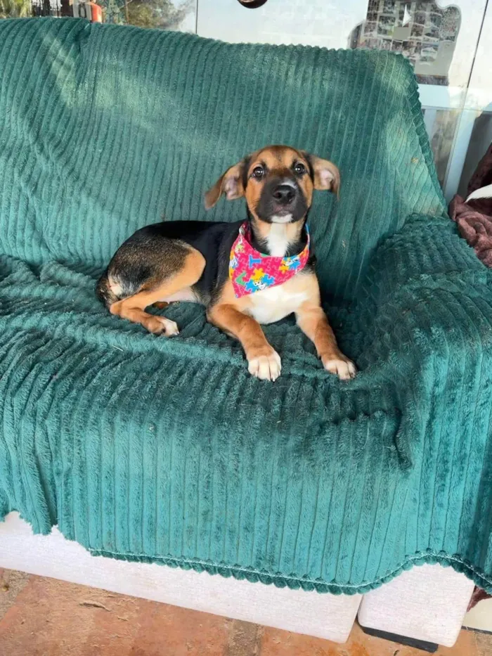 Cachorro ra a SRD-ViraLata idade 1 ano nome Catucha 