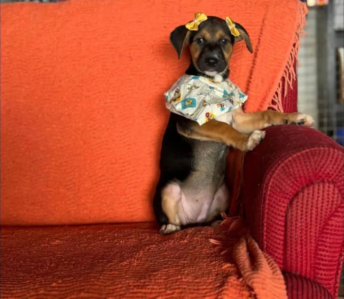 Cachorro ra a SRD-ViraLata idade 1 ano nome Catucha 