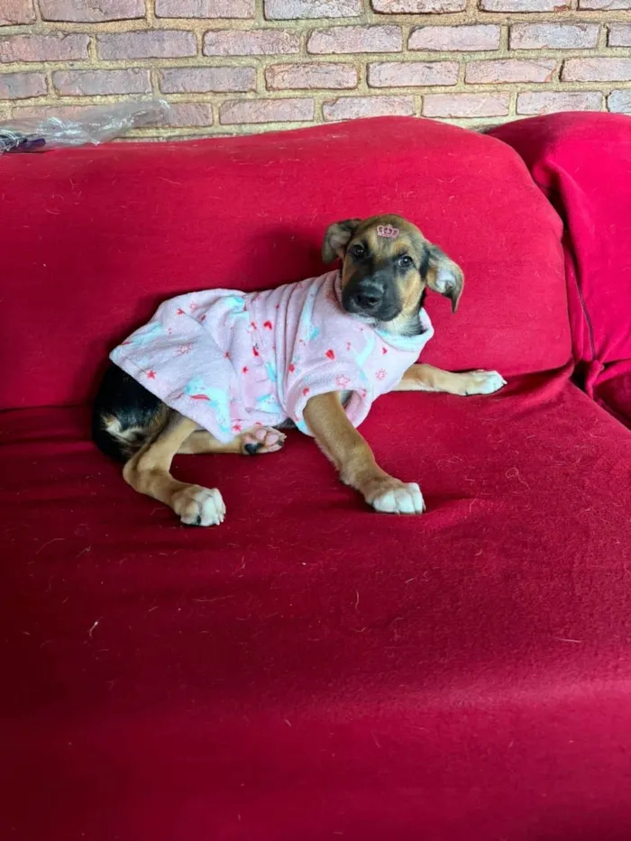 Cachorro ra a SRD-ViraLata idade 1 ano nome Catucha 