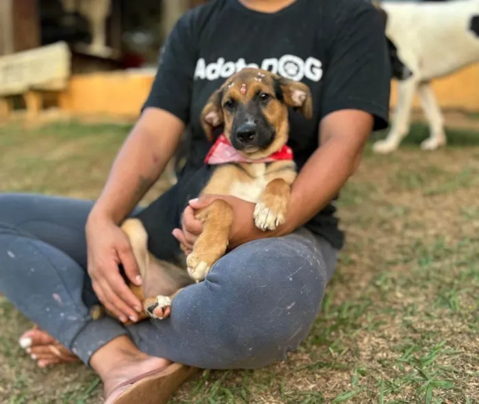 Cachorro ra a SRD-ViraLata idade 1 ano nome Catucha 