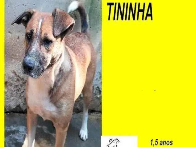 Cachorro ra a SRD-ViraLata idade 1 ano nome Tininha
