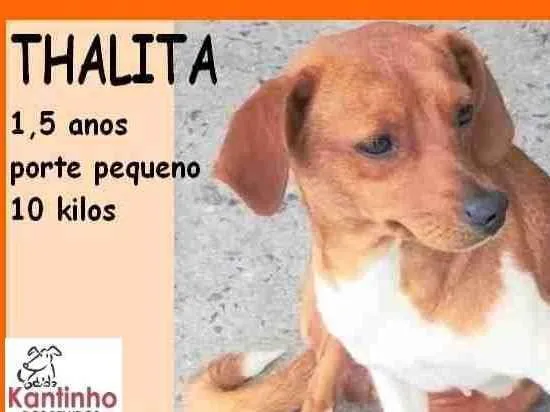 Cachorro ra a SRD-ViraLata idade 1 ano nome Thalita