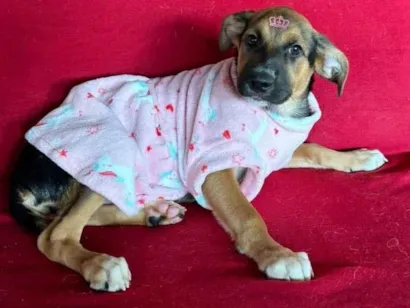 Cachorro raça SRD-ViraLata idade 1 ano nome Catucha 