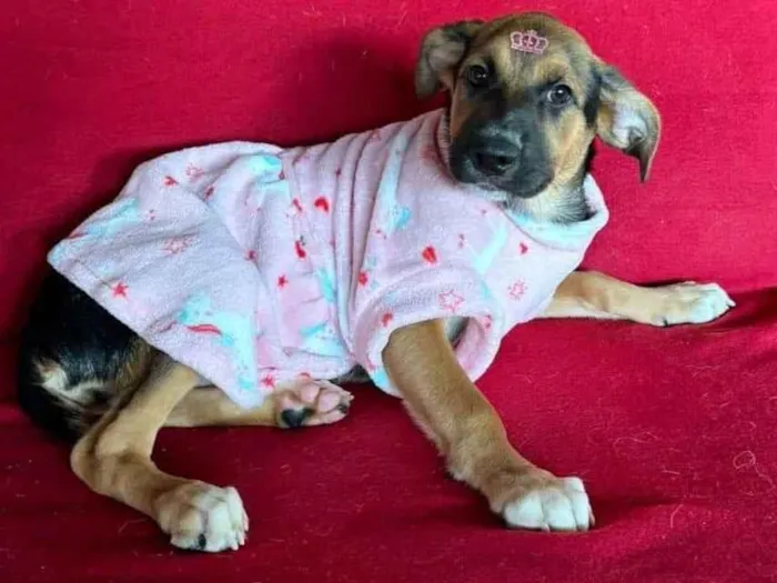 Cachorro ra a SRD-ViraLata idade 1 ano nome Catucha 