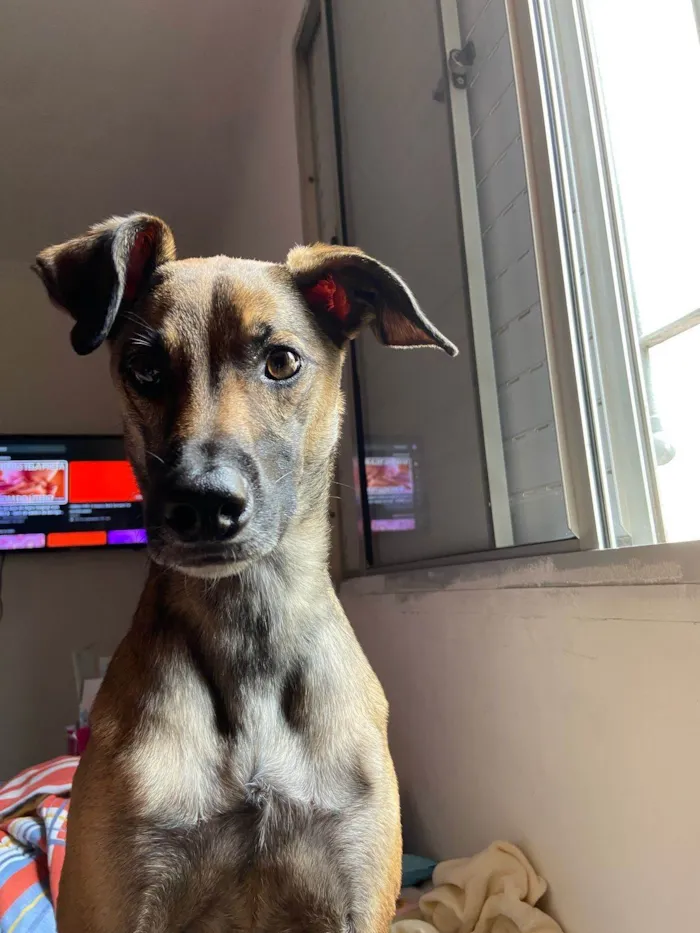 Cachorro ra a SRD-ViraLata idade 2 anos nome Capuccino 