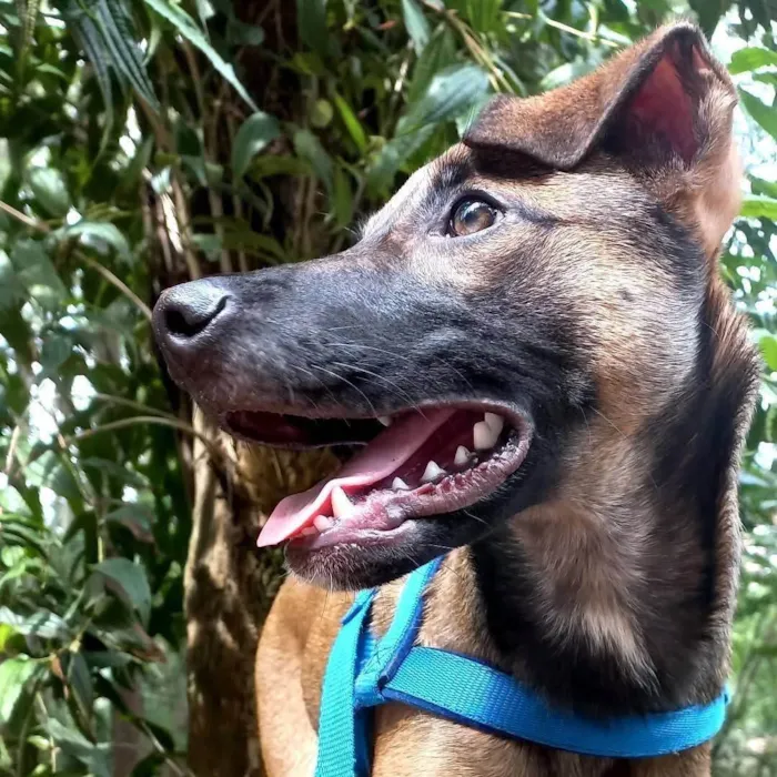 Cachorro ra a SRD-ViraLata idade 2 anos nome Capuccino 