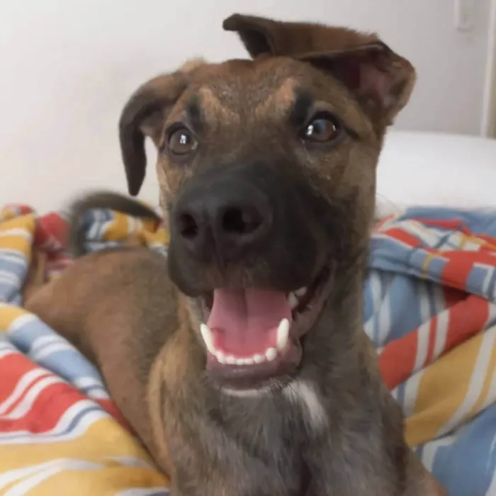 Cachorro ra a SRD-ViraLata idade 2 anos nome Capuccino 