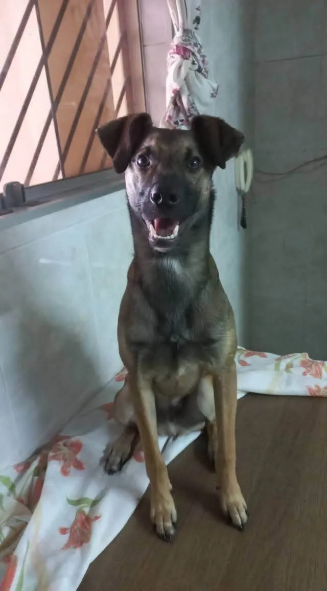 Cachorro ra a SRD-ViraLata idade 2 anos nome Capuccino 