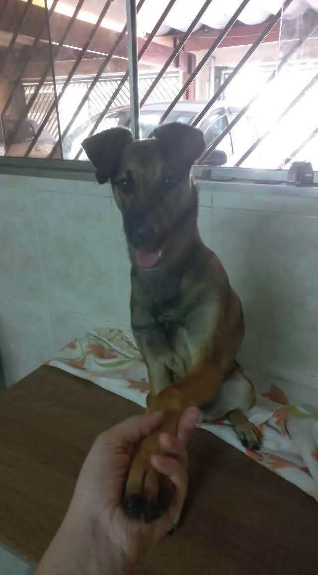 Cachorro ra a SRD-ViraLata idade 2 anos nome Capuccino 