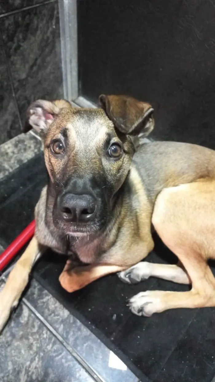 Cachorro ra a SRD-ViraLata idade 2 anos nome Capuccino 