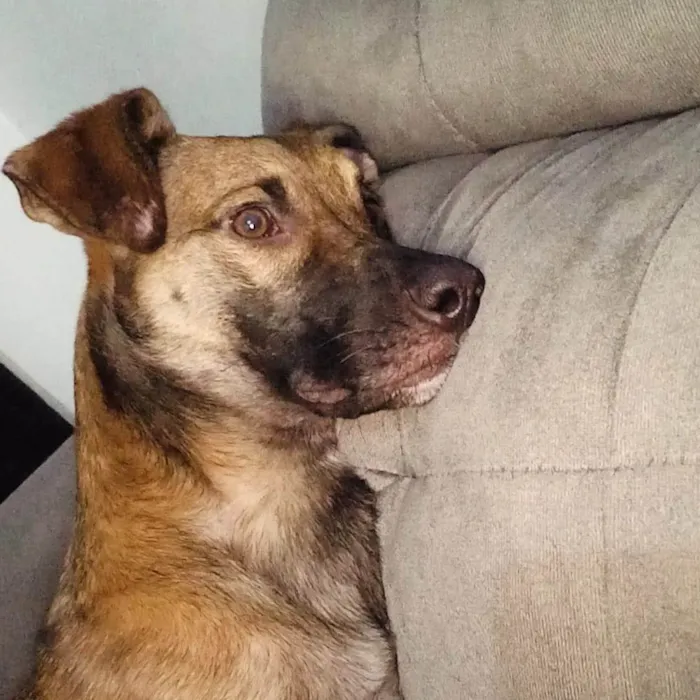 Cachorro ra a SRD-ViraLata idade 2 anos nome Capuccino 