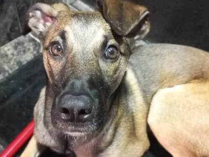 Cachorro raça SRD-ViraLata idade 2 anos nome Capuccino 